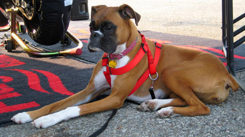 Maggie Figuring out the Asphalt is Cooler than the Carpet